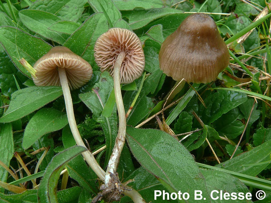 Entoloma rhombisporum