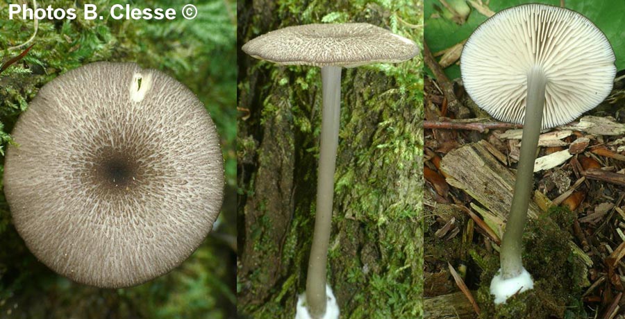 Entoloma rhynchocystidiatum