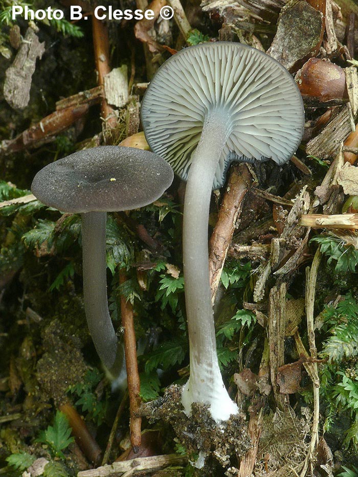 Entoloma rhynchocystidiatum