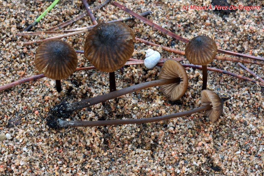 Entoloma sanvitalense