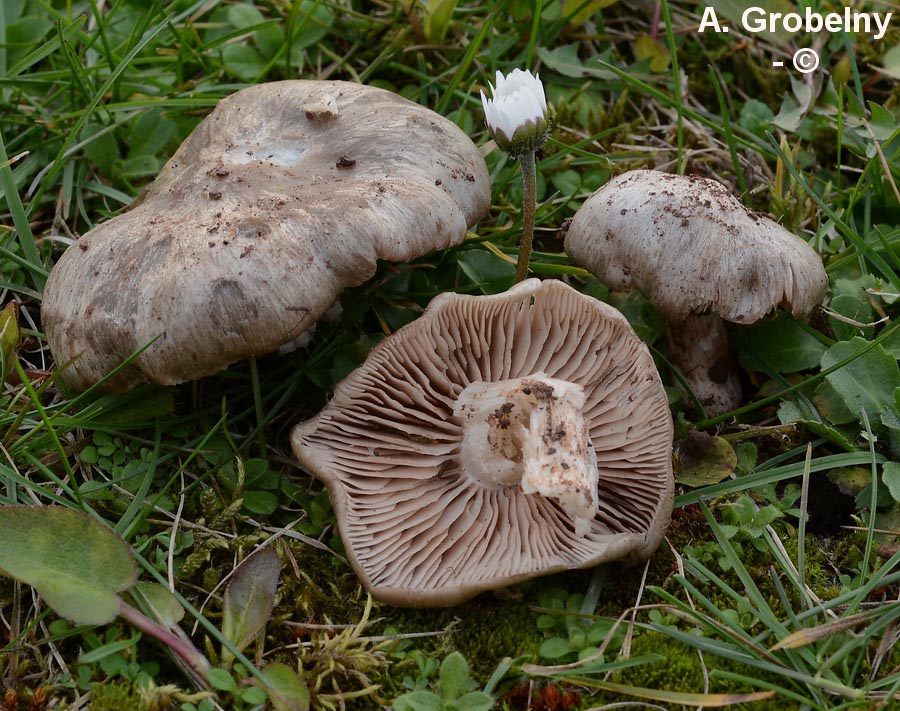 Entoloma saundersii