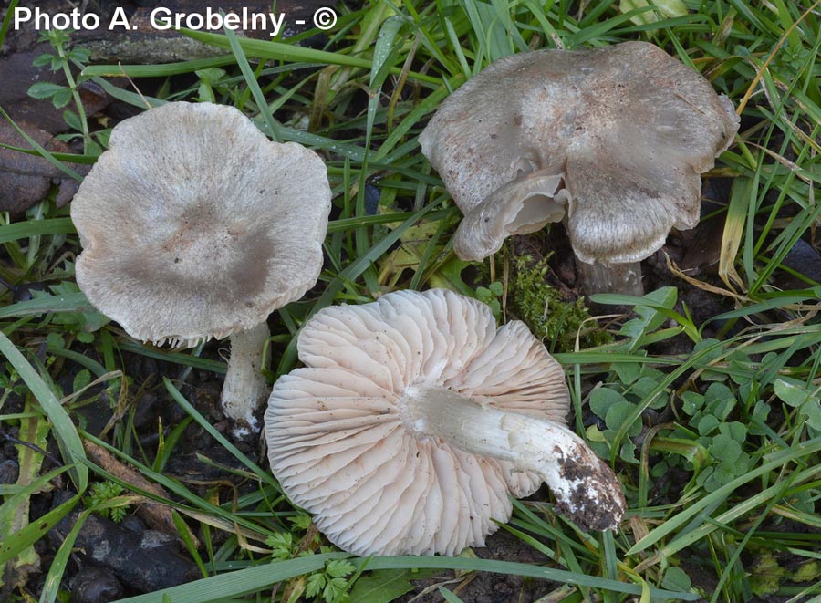 Entoloma saundersii