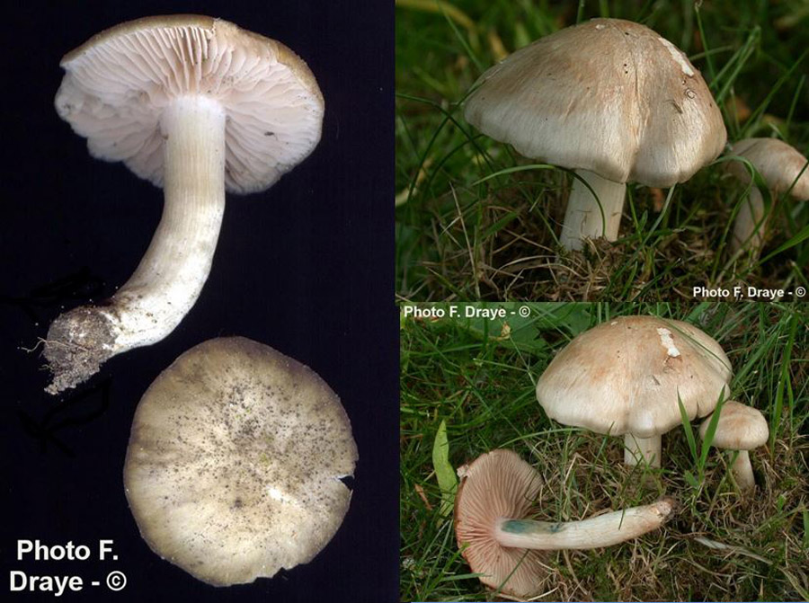 Entoloma sepium