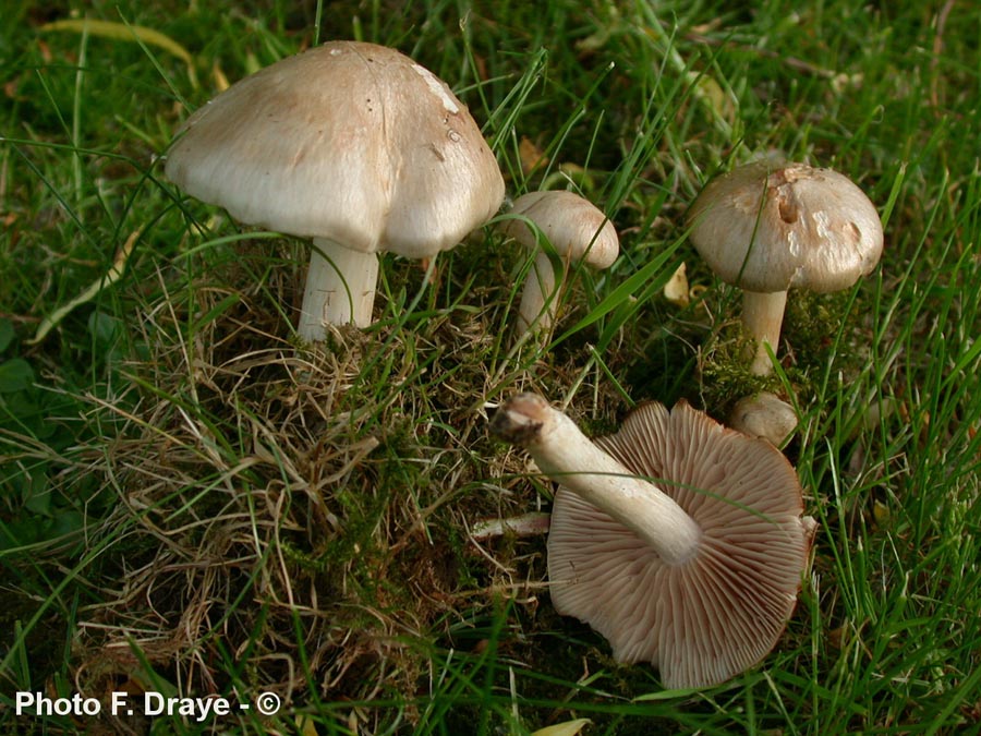 Entoloma sepium