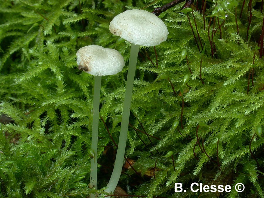 Entoloma sericellum