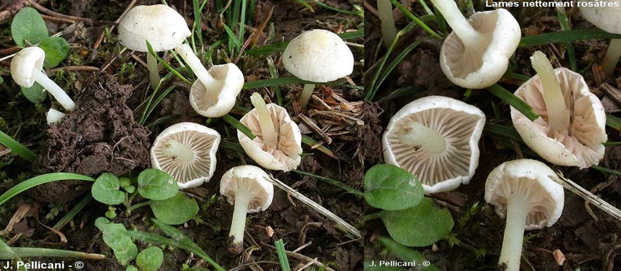 Entoloma sericellum