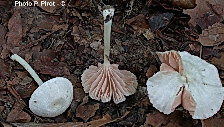 Entoloma sericellum