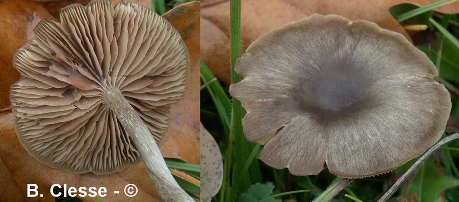 Entoloma sericeoides