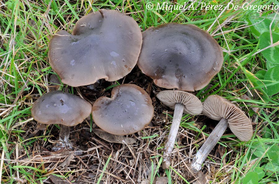 Entoloma sericeum var. cinereo-opacum