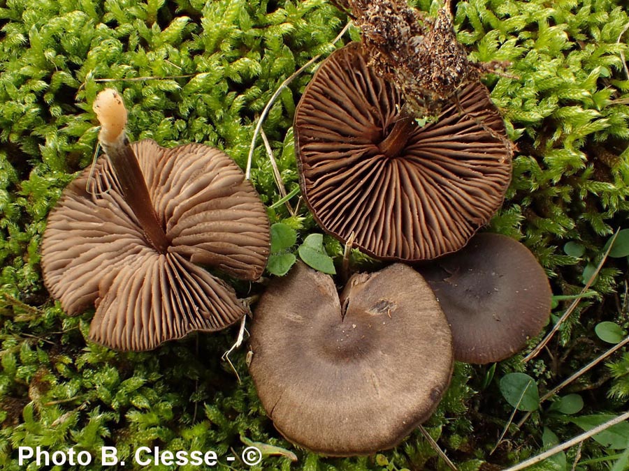 Entoloma sericeum