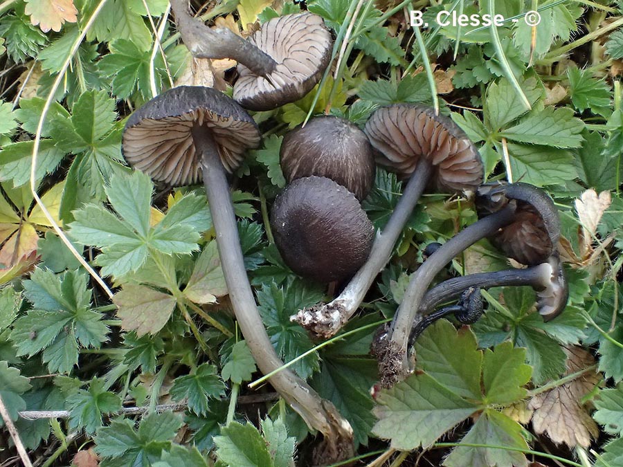 Entoloma serrulatum