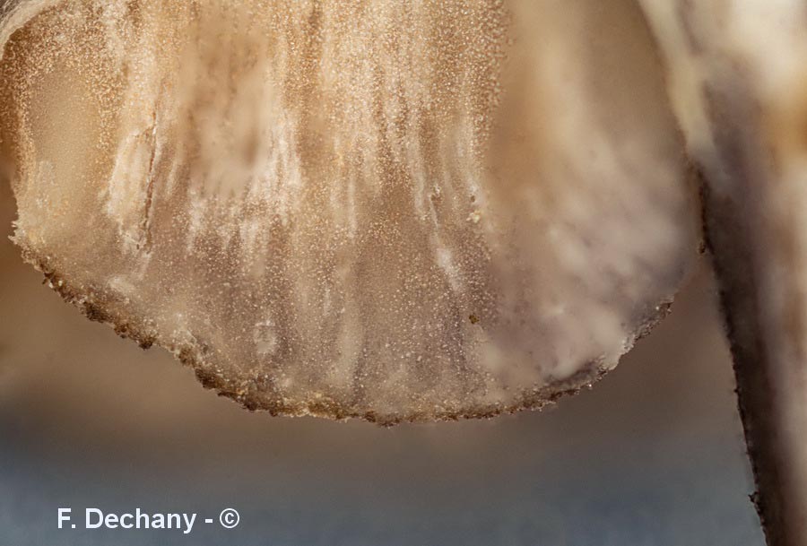 Entoloma serrulatum