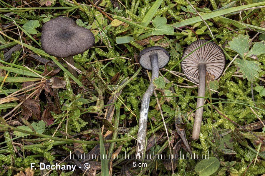 Entoloma serrulatum