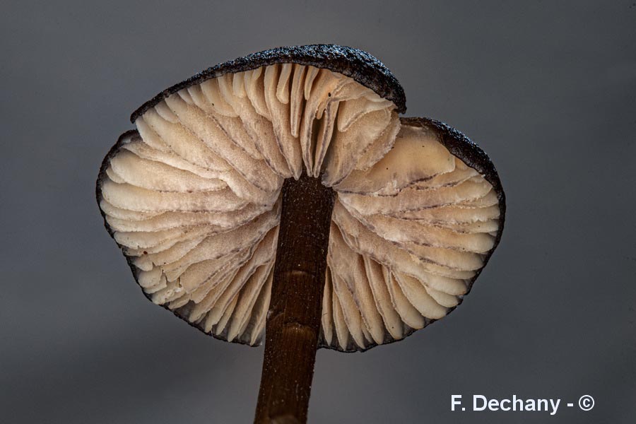 Entoloma serrulatum