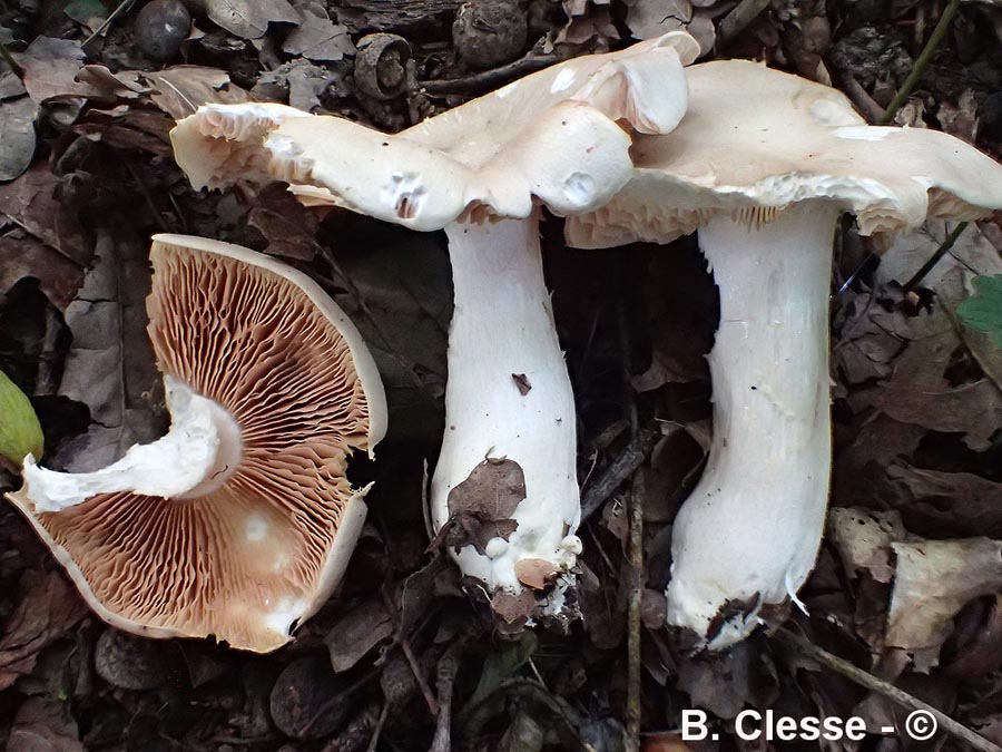 Entoloma sinuatum