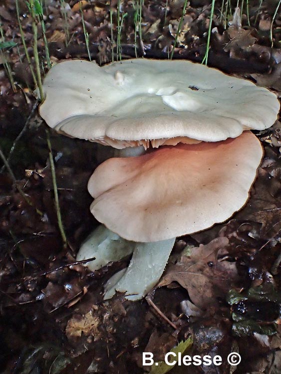 Entoloma sinuatum