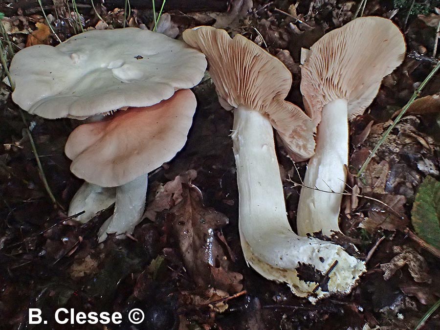 Entoloma sinuatum