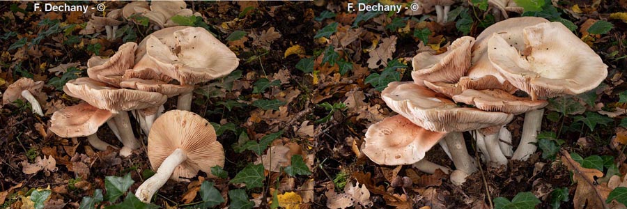 Entoloma sinuatum