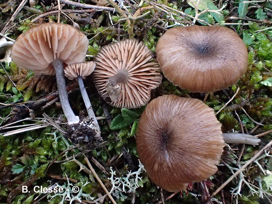 Entoloma sodale