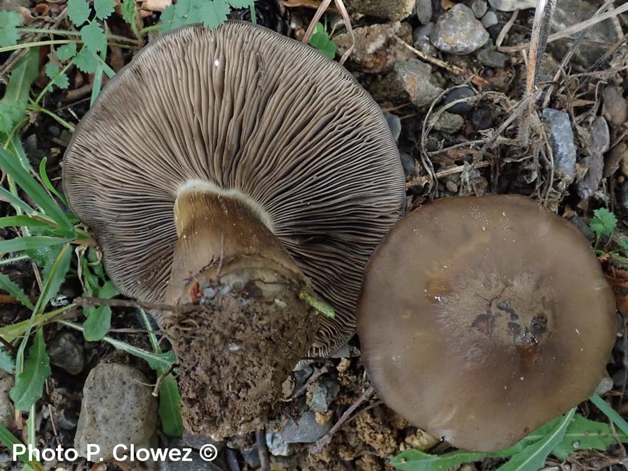 Entoloma transforme