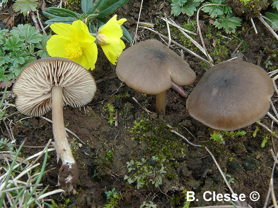 Entoloma turci