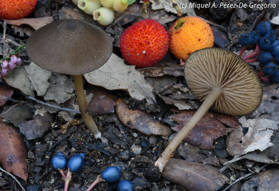 Entoloma turci