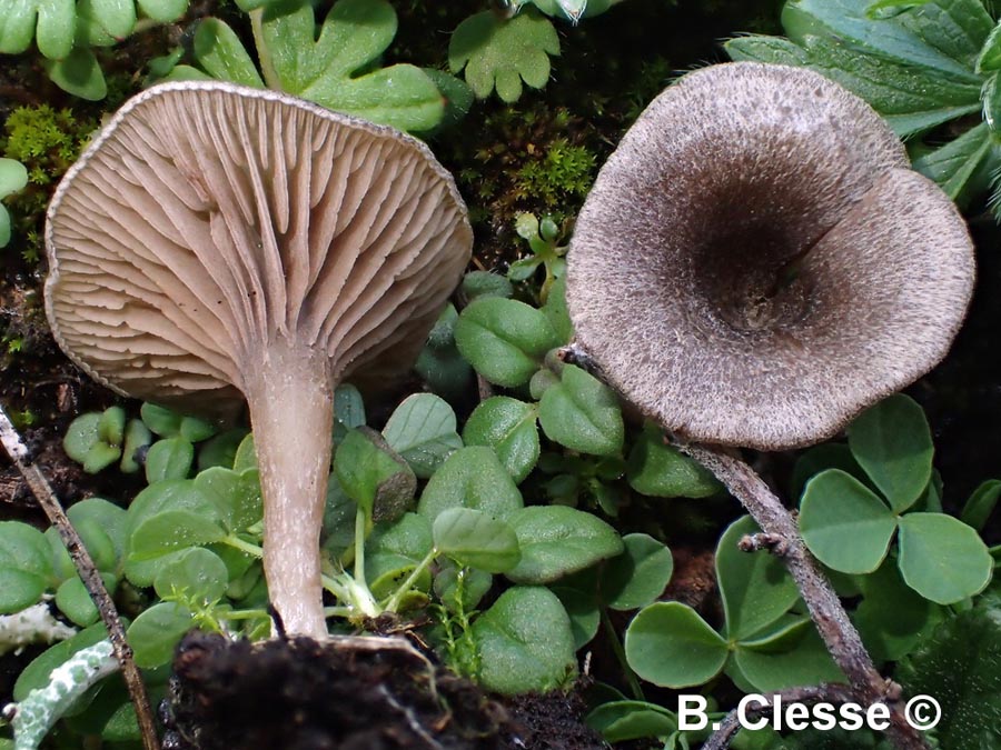 Entoloma undatum