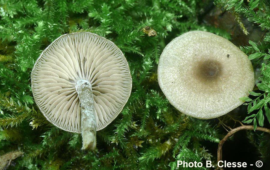 Entoloma undatum