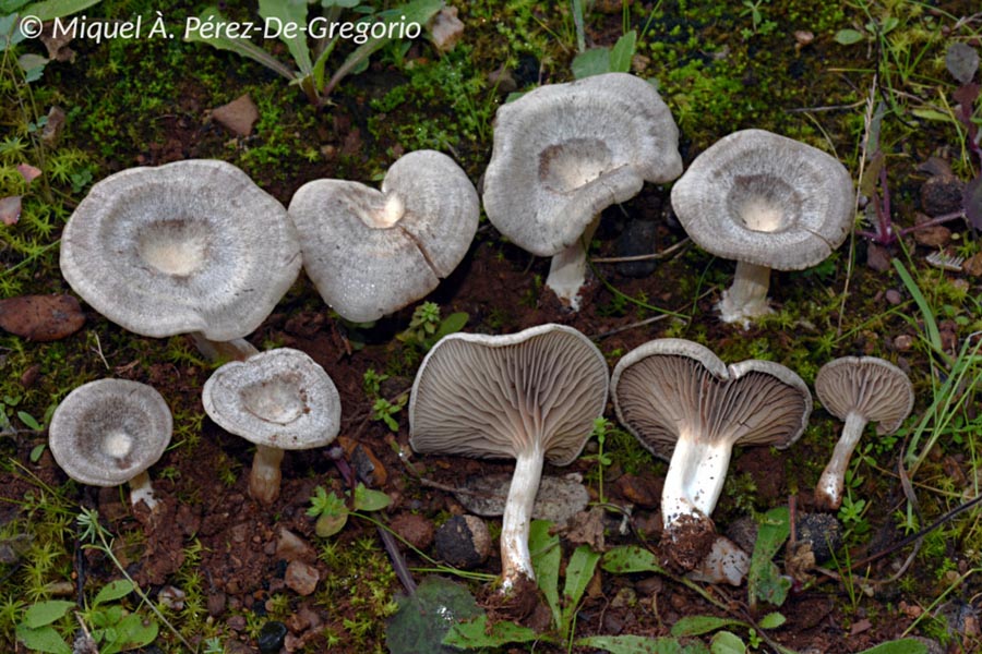 Entoloma undatum