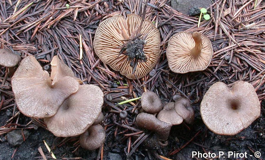 Entoloma undatum