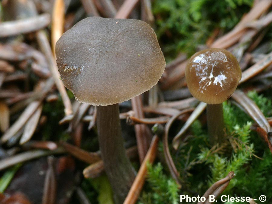 Entoloma vernum