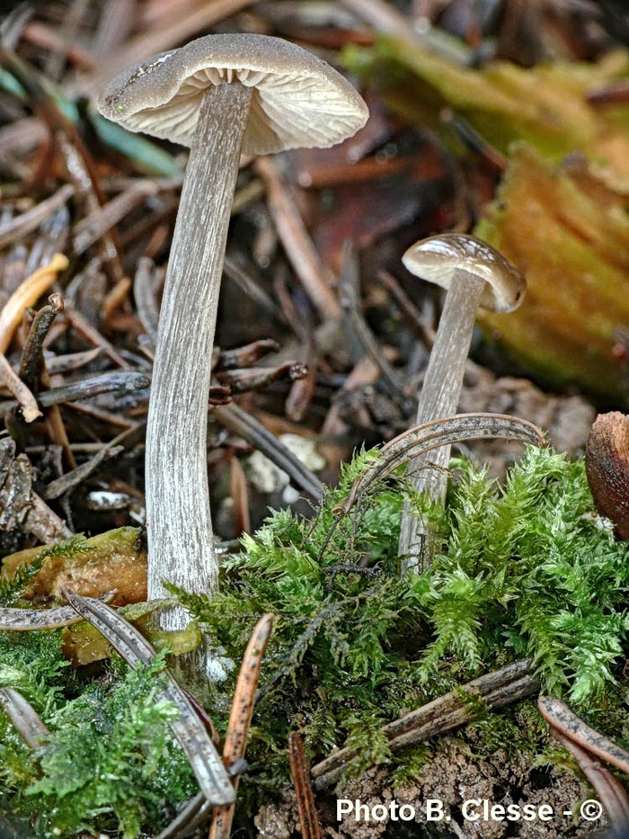 Entoloma vernum