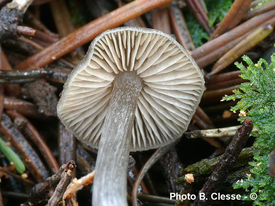 Entoloma vernum