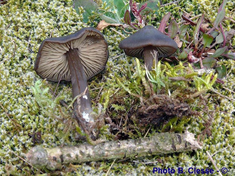 Entoloma vernum