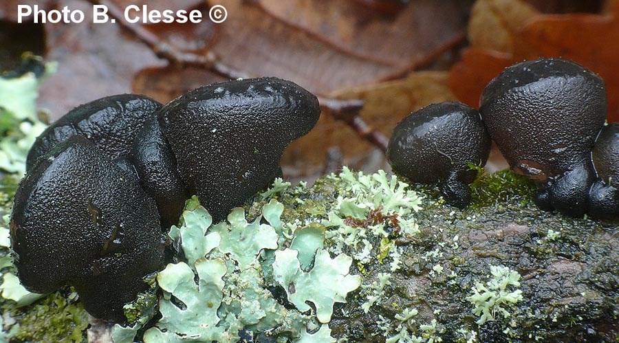 Exidia truncata (Exidia glandulosa)