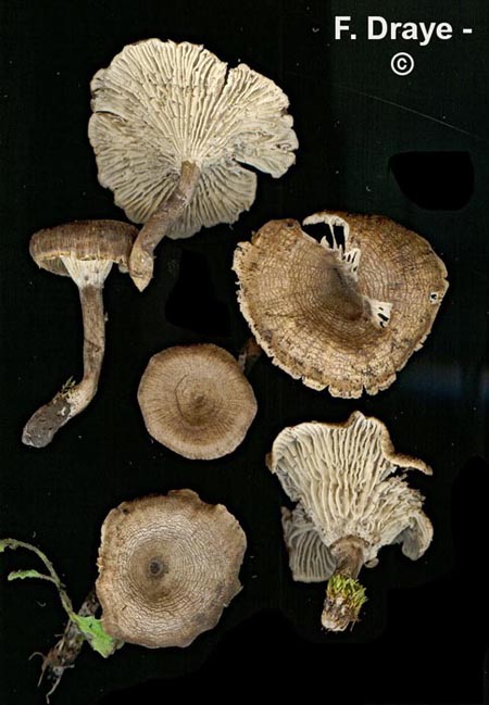 Faerberia carbonaria