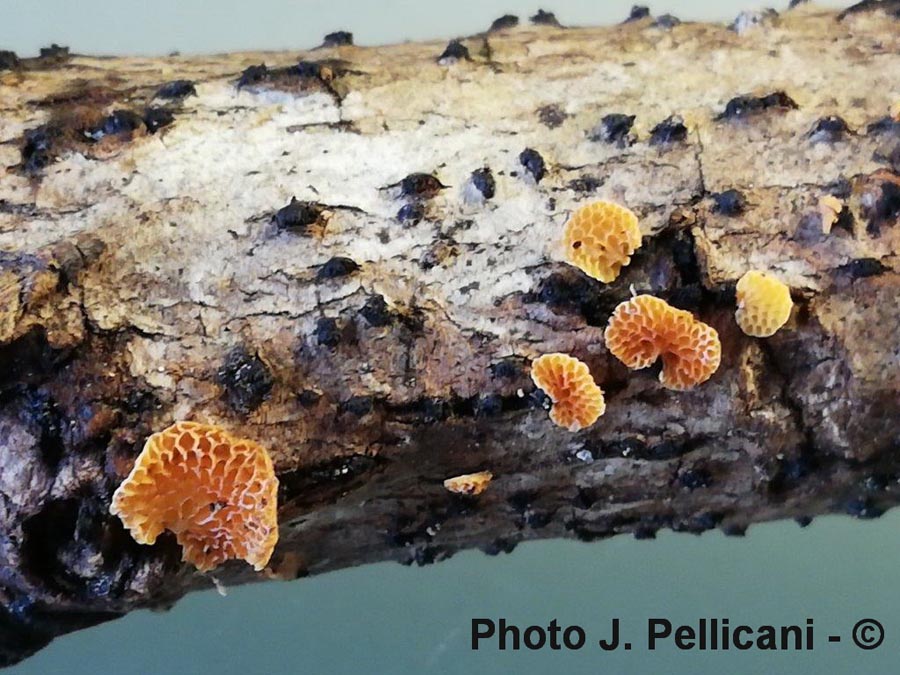 Favolaschia calocera