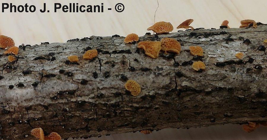 Favolaschia calocera