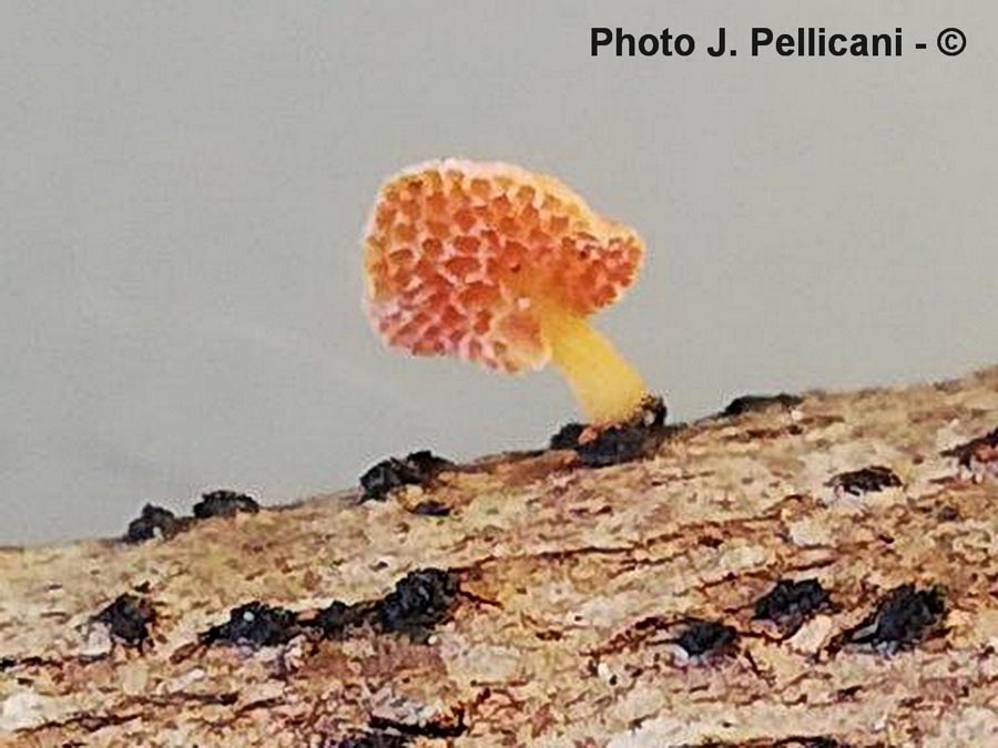 Favolaschia calocera