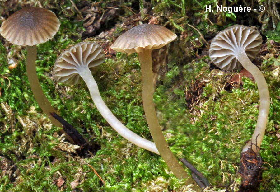 Fayodia bisphaerigera