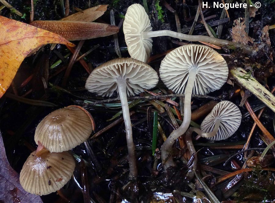 Fayodia bisphaerigera