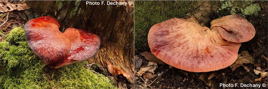 Fistulina hepatica