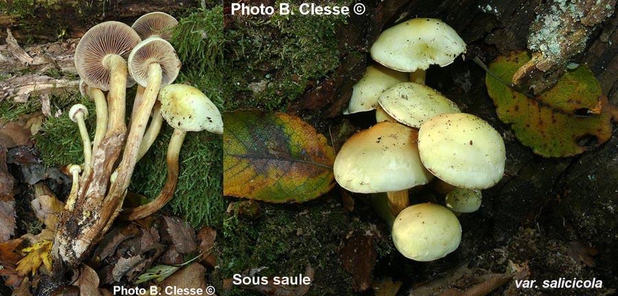 Pholiota alnicola (Flammula alnicola)