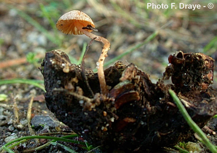 Flammulaster carpophilus