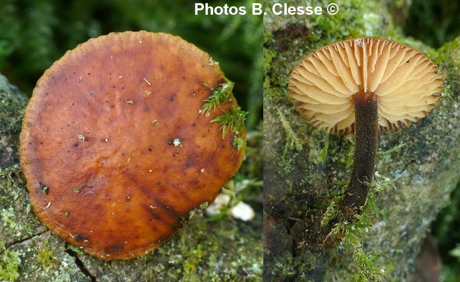 Flammulina elastica