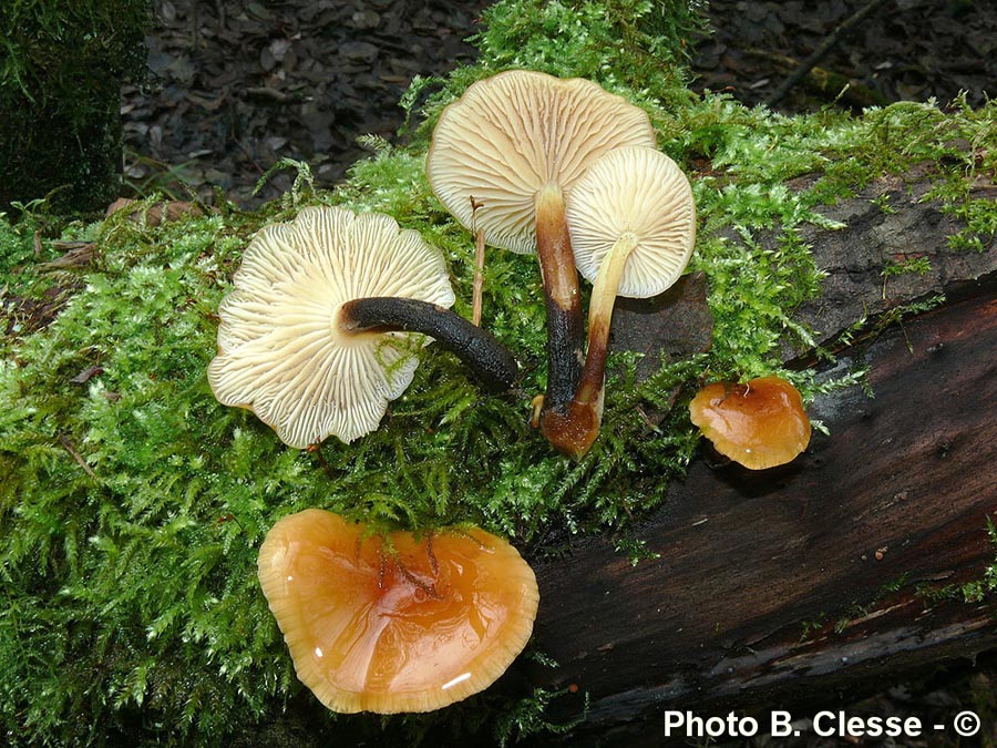 Flammulina elastica