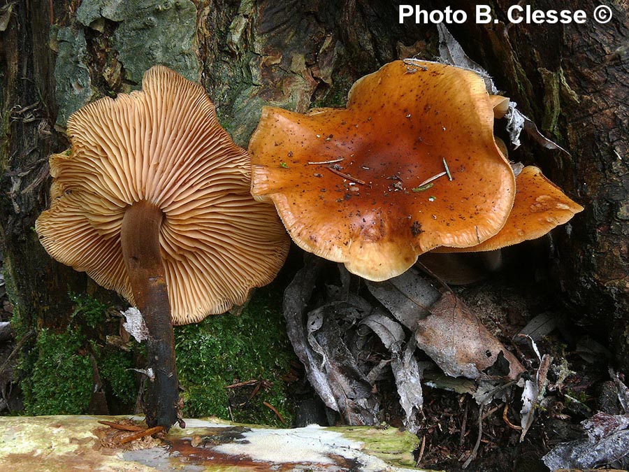 Flammulina elastica