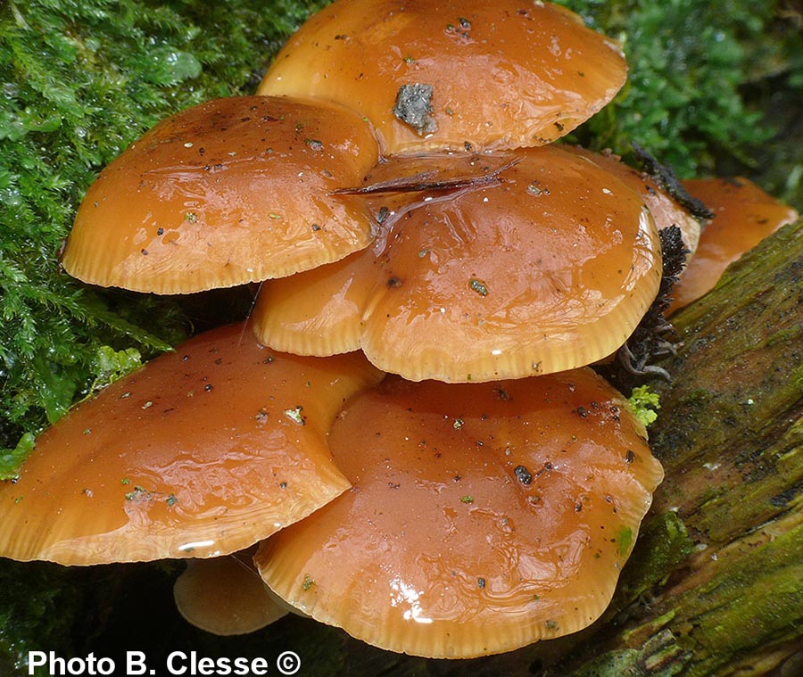 Flammulina elastica