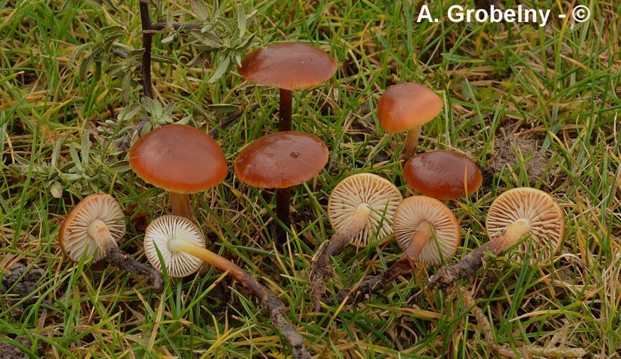 Flammulina ononidi