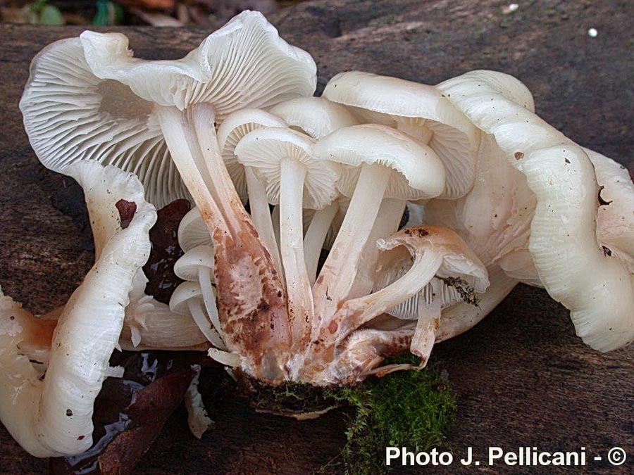 Flammulina velutipes. var lactea